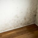 Signs Your Home May Have Mold