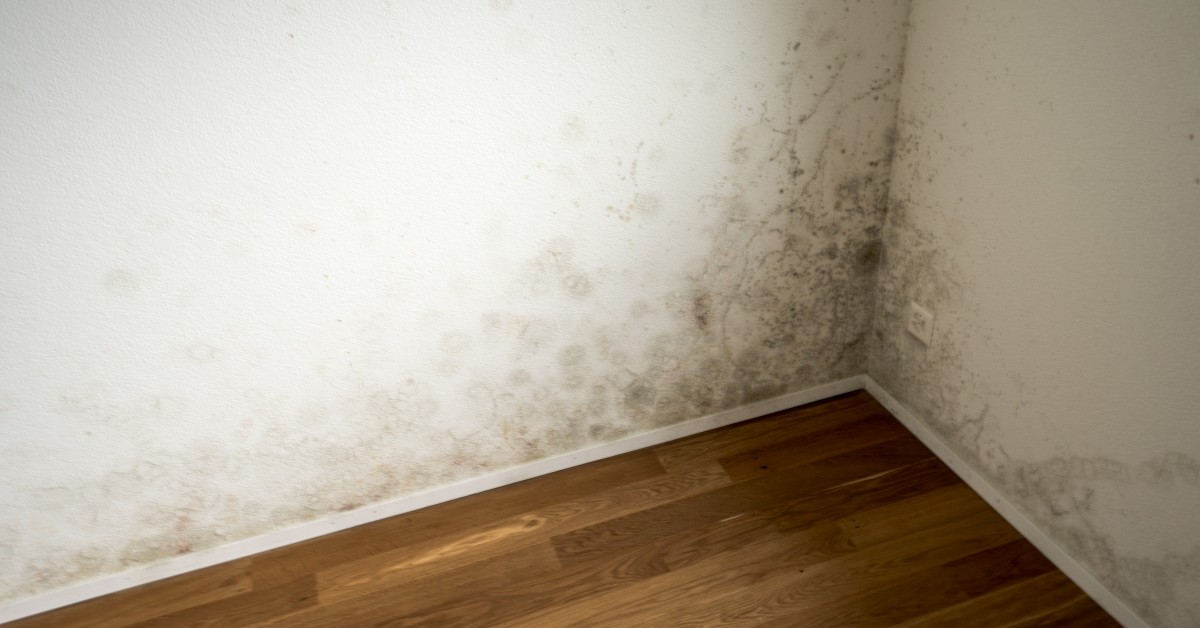 Signs Your Home May Have Mold Featured Image