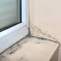 Mold Inspection: The Dangers Of Mold In Homes