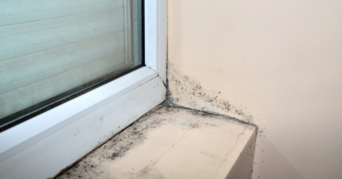 Mold Inspections