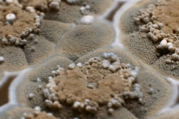 Mold – What you should know about it